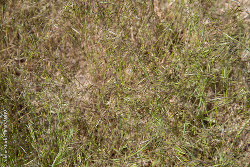 Invasive cheatgrass in Central Nevada.   photo