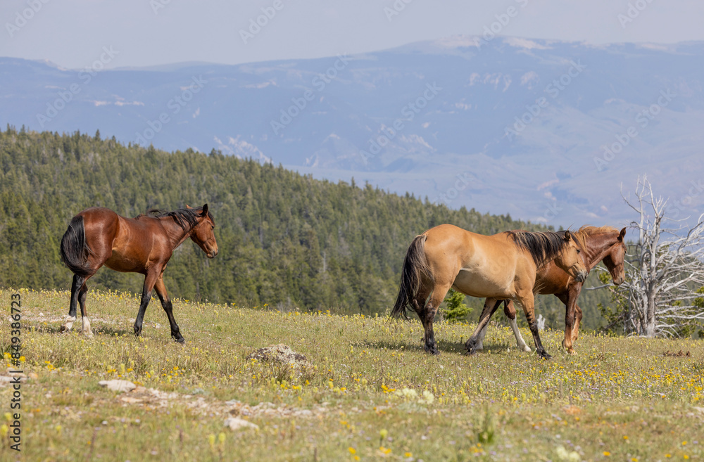 Fototapeta premium Wild Horses in the Pryor Mountains Montana in Summer
