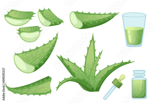 Aloe vera plant with flowing green aloe juice vector illustration isolated on white background