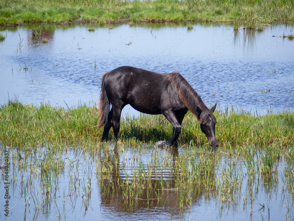 Grazing in the marshes