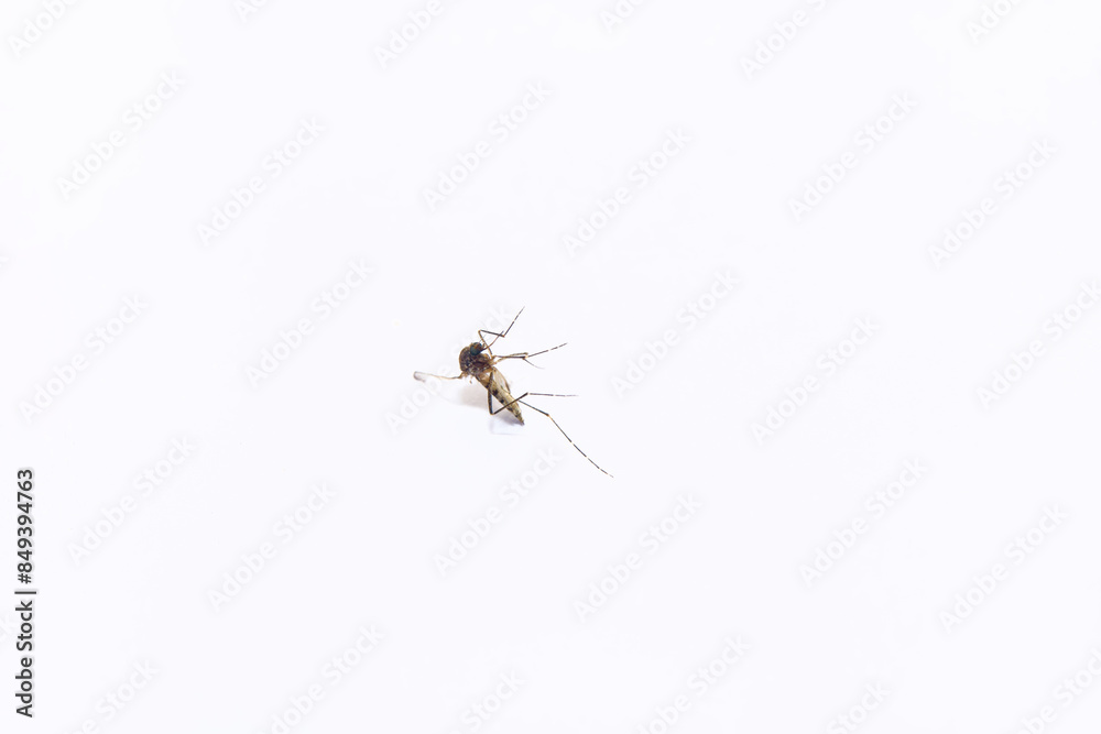 Stillness Dead Mosquito Rests Stillness Dead Mosquito Rests