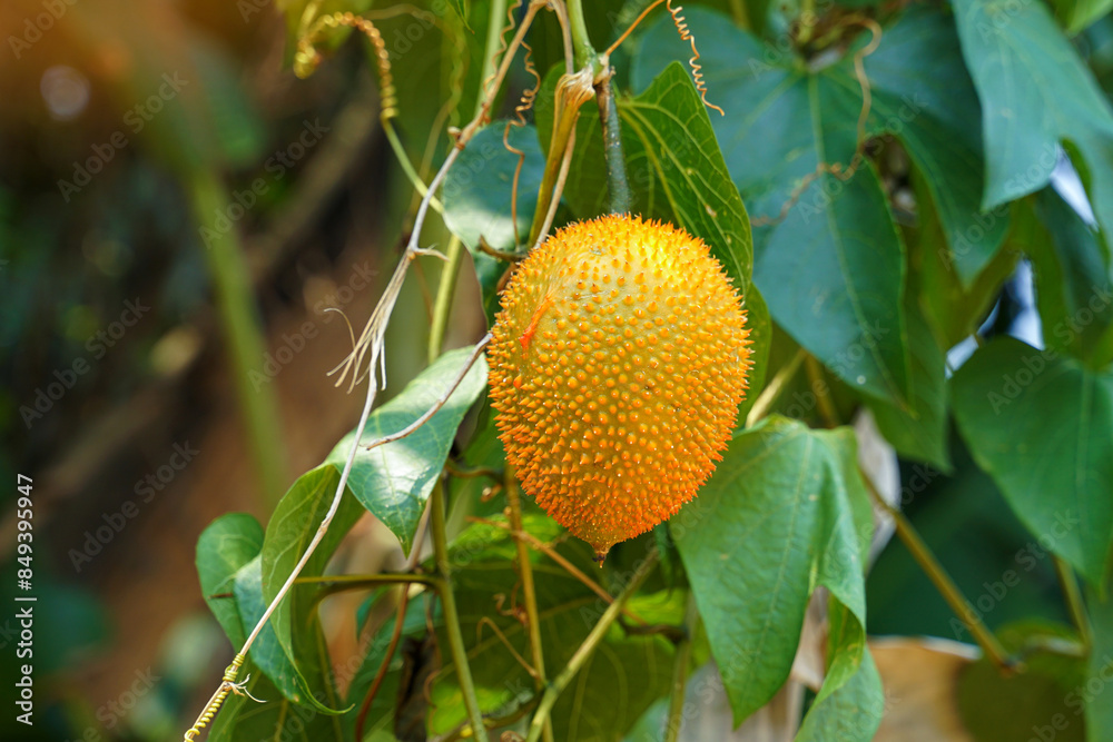 Baby jackfruit is a herbaceous plant. The fruit is oval-shaped. The bark has small thorns around the fruit. Baby jackfruit is a herbaceous plant. The fruit is oval-shaped. The bark has small thorns around the fruit.