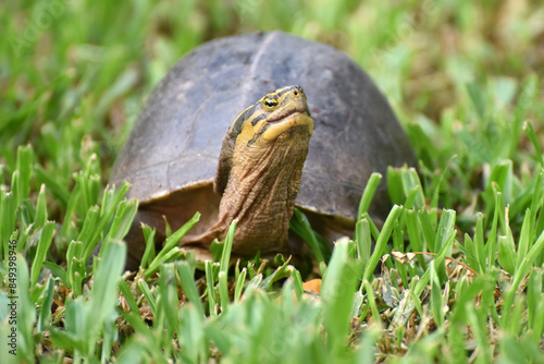 yellow head turtle (Indotestudo Elongata) , seen in the Lumphini Park, Bangkok, Thailand photo