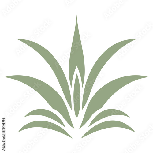 A aloe vera plant with long, pointed leaves arranged in a symmetrical, stylized pattern