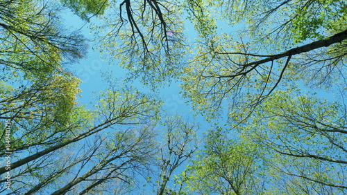 Tree With Green Bright Leaves With Blue Sky At Background. Soft Focus To Fresh Green Leaves Against Blue Sky In Spring Sunny Day.