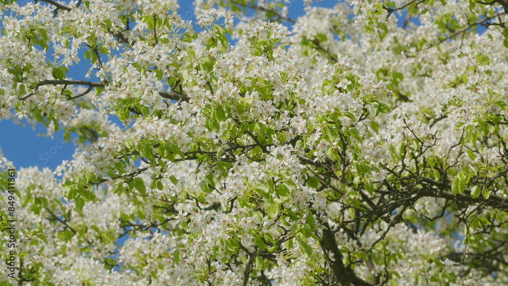 Obraz premium Blooming Pear Tree. White Flowers On A Tree In Soft Sunset Sunlight. Bright Floral Scene With Natural Lighting. Deciduous Fruit Tree.