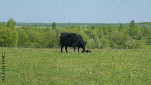 Herd Of Black Angus Cows Grazing In Meadow. Cows On A Summer Pasture. Cows On Field. Long Pasture.