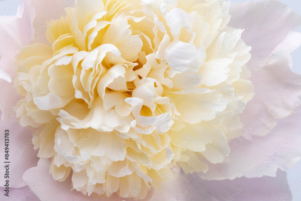 Peonies flowers. Floral beautifull background. Closeup. Nature.