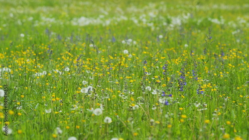 Yellow blooming ranunculus bulbosus, ranunculus bulbosus. Medicinal herbs and health care.