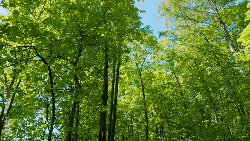 Fototapeta premium Green Tree And Clear Blue Sky At Beautiful Sunny Day. Natural Summer Sunlight In Fresh Green Leaves. Sunny Clear Weather On Summer Day.