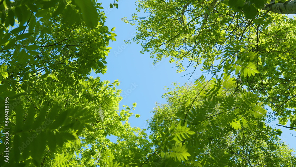 Fototapeta premium Tops Of Trees In Deciduous Forest On Background Of Blue Sky. Clear Blue Sky Gently Shining Through Fresh Green Treetops In A Forest.