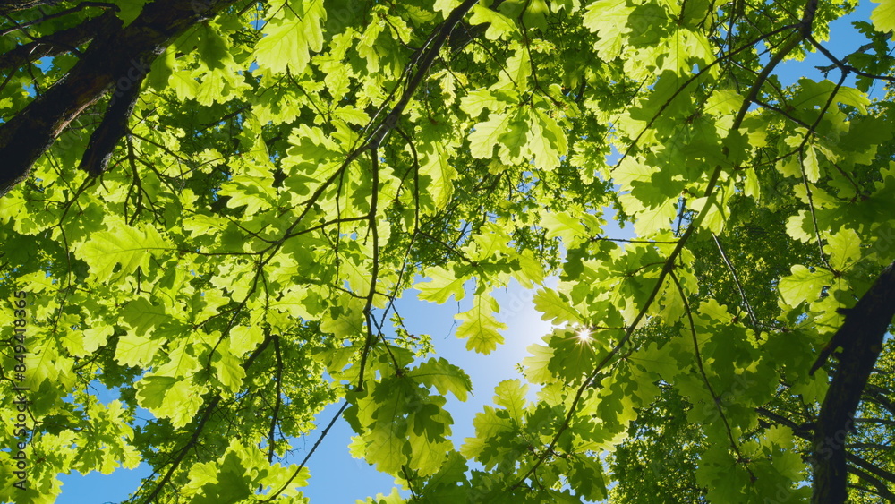 Fototapeta premium Good Weather. Amazing Trees In A Forest. Wide Angle Bottom View Of Trunks And Branches With Fresh Green Foliage.