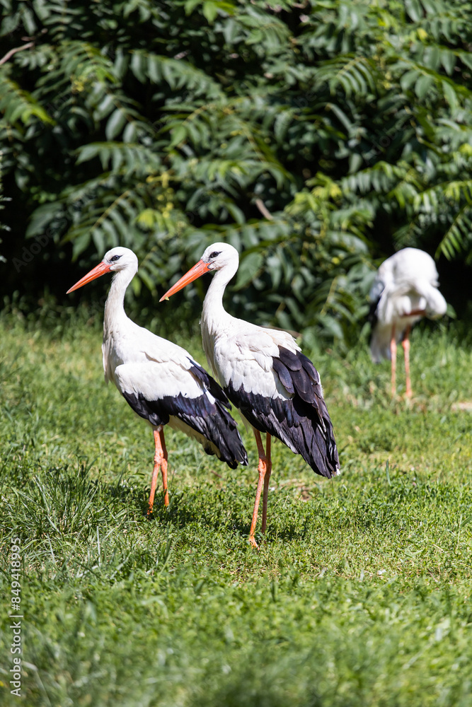 Fototapeta premium White stork. A bird with a long beak