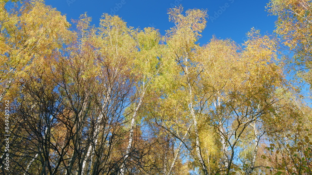 Autumn forest landscape. Colorful autumn treetops in fall forest with blue sky. Low angle view.