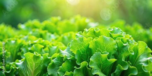Fresh green lettuce leaves background, lettuce, fresh, green, healthy, vegetable, organic, salad, food, nutrition, crunchy photo