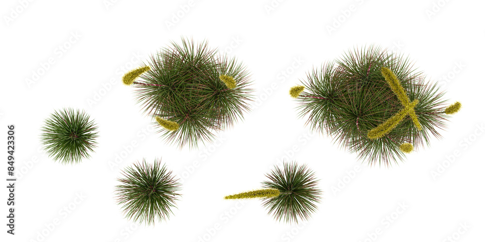 Dasylirion wheeleri Plant isolated on white background, top view Dasylirion wheeleri Plant isolated on white background, top view