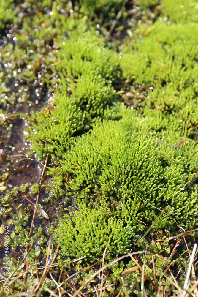 Textured moss and grass of Sandoy Island from the ocean, Faroe Islands Textured moss and grass of Sandoy Island from the ocean, Faroe Islands