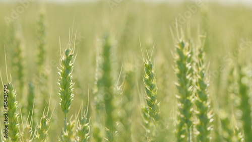 Golden green wheat ears field swaying in wind. Field of wheat. Agricultural business concept. Close up.