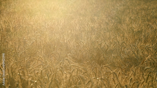 Wheat rye field, ears of wheat. Wheat growing field grain ears grain farm agriculture background. Wide shot.