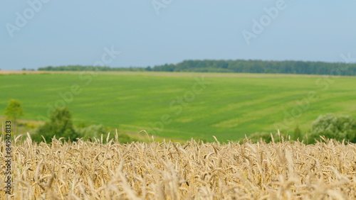 Yellow wheat in the background of the sky. Rural scenery under shining meadow wheat field grain field. Slow motion.