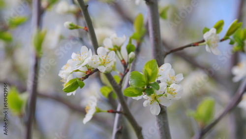 Spring background with white cherry blossom. White bloom of a cherry tree in springtime. Slow motion. © artifex.orlova