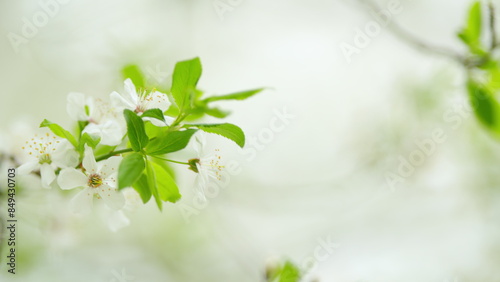 Konstfotografi White flowers on a branch
