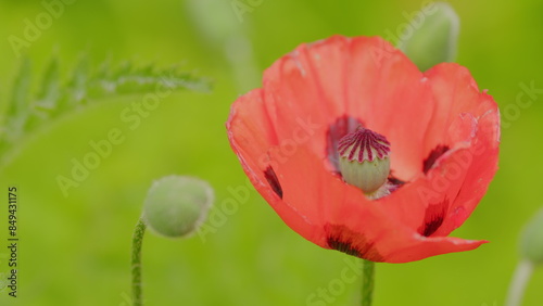 Papaver orientale with green background with space for your own text. Scarlet flowers. Close up. photo