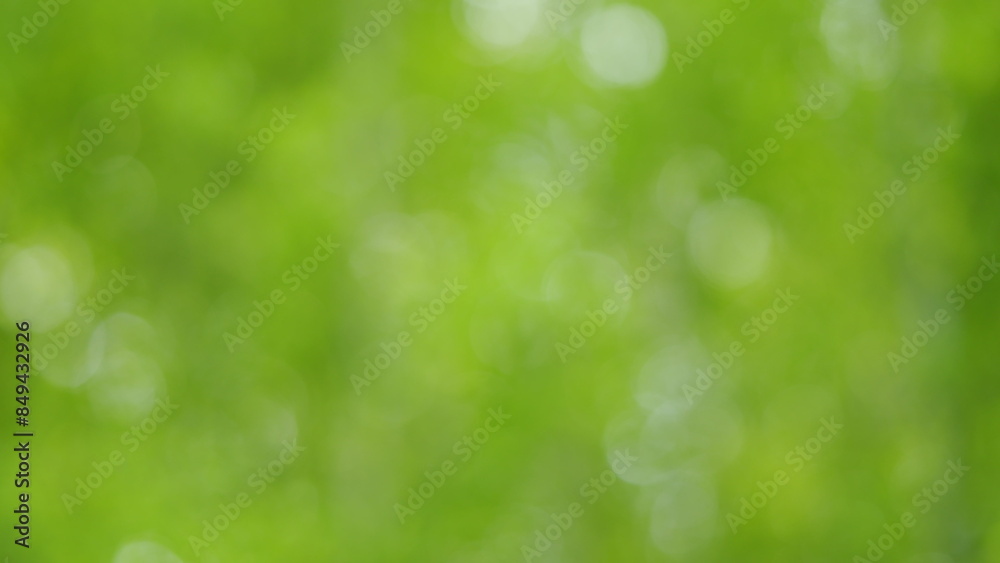 Fototapeta premium Natural blurred background. Sunlight shining on leaves of trees. Abstract organic bokeh. Slow motion.