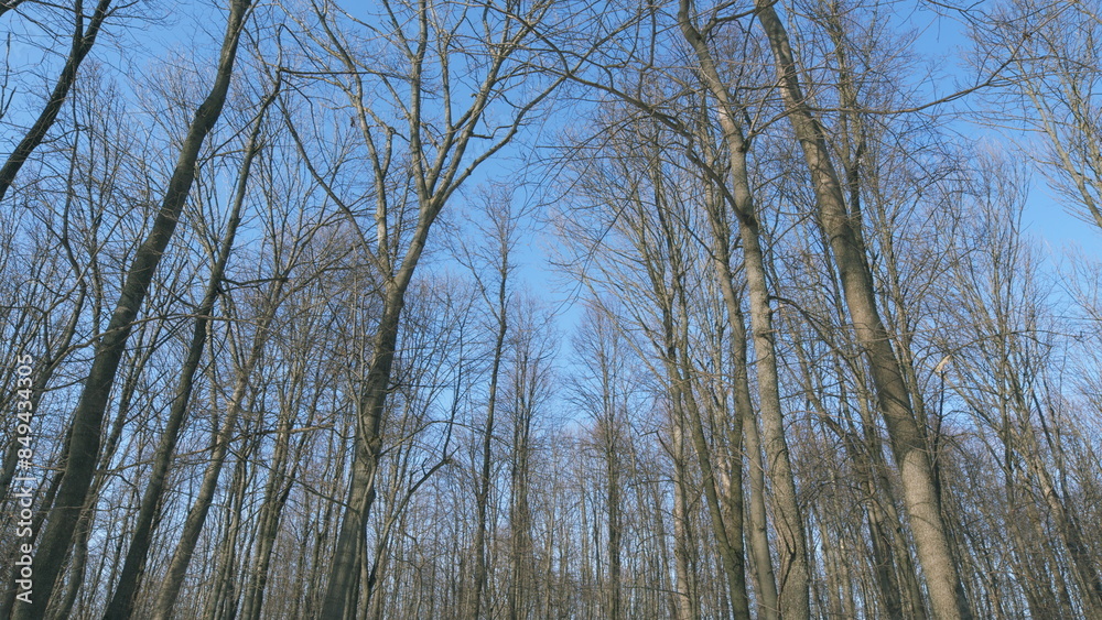 Spring Thaw. Trees Forest At Spring. Beautiful Spring Landscape. Rebirth Of A Spring Day. Shadows On Snow.