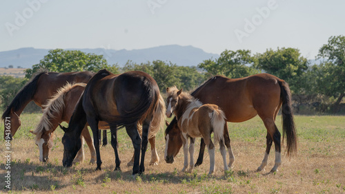 Young brown and white Anglo-Sardinian Arabian foal eating grass and playing