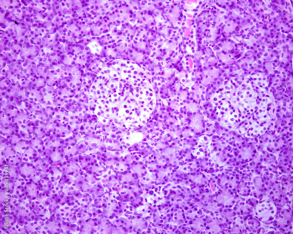 Endocrine pancreas. Islets of Langerhans Endocrine pancreas. Islets of Langerhans
