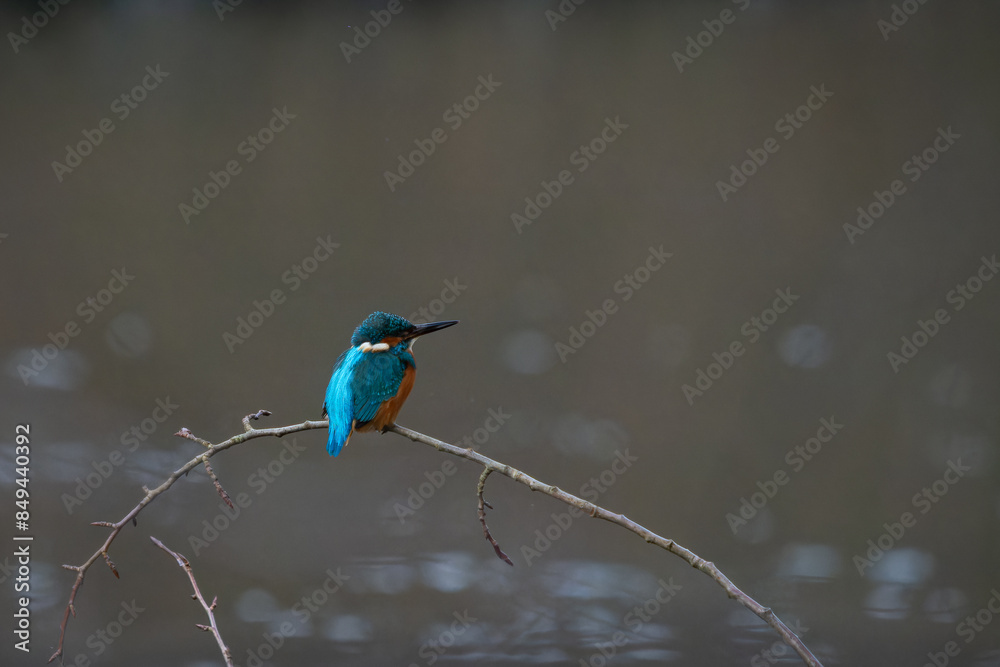 Obraz premium Macro close-up of a colorful bird with detailed feathers, wildlife photography showcasing nature beauty and animal portrait in sharp focus 