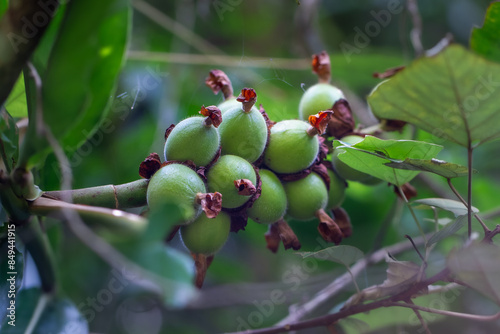 A cluster of unripe green alpine ginger (Alpinia uraiensis Hayata Languas uraiensis) fruits, also known as Languas uraiensis, hangs from the plant. Taiwan Wulai photo