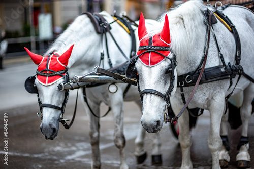 White Lipizzaner tourist chariot horses, trained in the Spanish Riding School in Vienna, capital of Austria photo