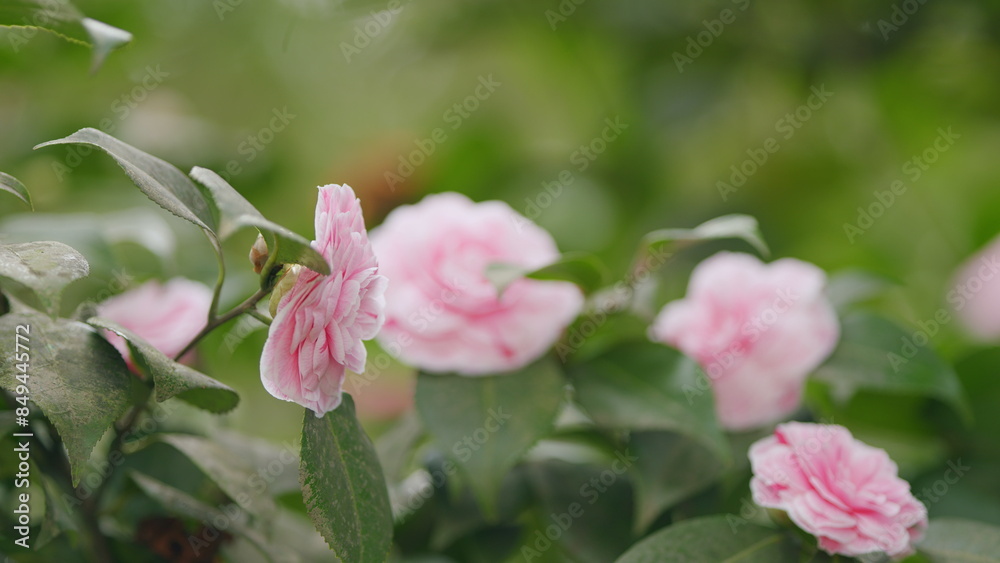 Japanese Camellia April Dawn Blush. Camellia Japonica Pink Flower In Full Bloom Under Sun. Japanese Camellia April Dawn Blush. Camellia Japonica Pink Flower In Full Bloom Under Sun.