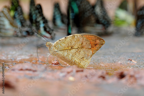 Butterflies are beautiful in nature Hebomoia glaucippe glaucippe photo