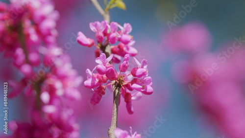 Ornamental Tree Blooming With Beautiful Pink Colored Flowers. Trees In Spring. Close up.
