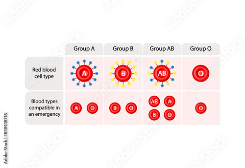 Blood types Compatibility. Blood donation, ABO Blood groups. four blood types, A,B, AB and O groups, made up from combinations of the type A and type B antigens. Vector Illustration.