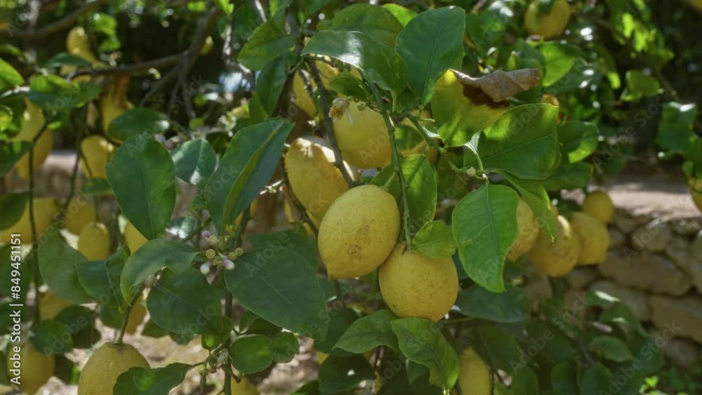 Lemon trees with ripe yellow lemons and vibrant green leaves growing outdoors in puglia, italy, showcasing the lush garden setting with a stone wall visible in the background.