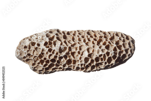 Porous coral sea stone, pebble isolated on a white background.