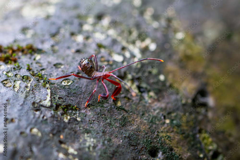 Detailed view of a red stink bug(Mictis serina) nymph, showing its broad mid-posterior tibia and lack of orange-yellow spots on the tips of its antennae. Wulai, Taiwan. Detailed view of a red stink bug(Mictis serina) nymph, showing its broad mid-posterior tibia and lack of orange-yellow spots on the tips of its antennae. Wulai, Taiwan.