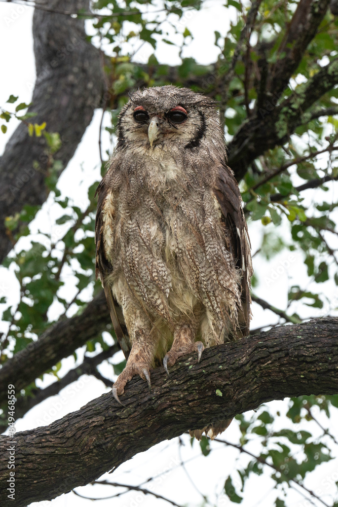 Grand duc de Verreaux,.Ketupa lactea, Verreaux's Eagle Owl Grand duc de Verreaux,.Ketupa lactea, Verreaux's Eagle Owl