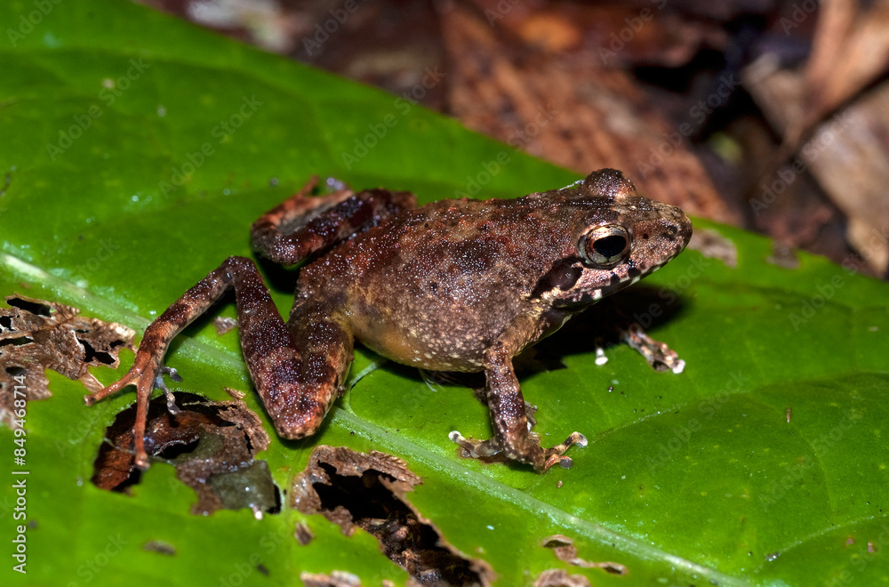 Fototapeta premium Grande rainette de Madagascar, Boophis madagascariensis, Madagascar