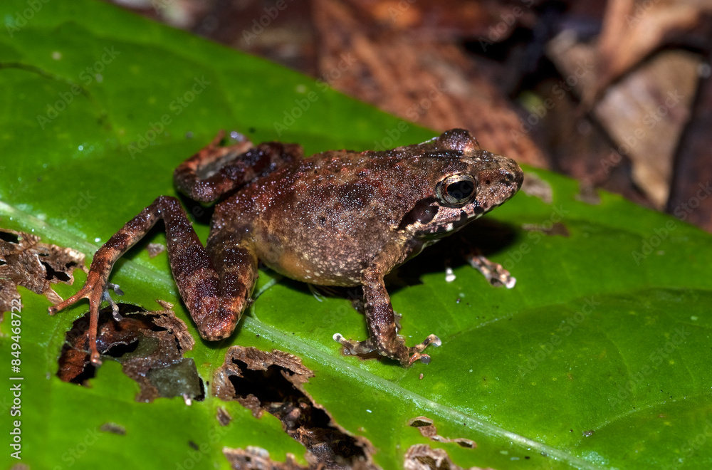 Fototapeta premium Grande rainette de Madagascar, Boophis madagascariensis, Madagascar