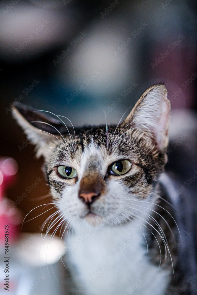 Close-up shot of a playful kitten. Close-up shot of a playful kitten.