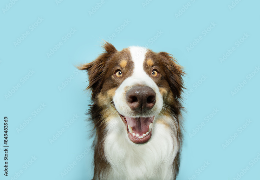 Happy smiling Australian shepherd puppy dog. Isolated on blue pastel colored background on summer, spring season