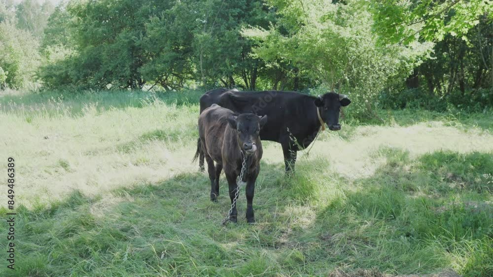 black cows in the summer on the lawn black cows in the summer on the lawn