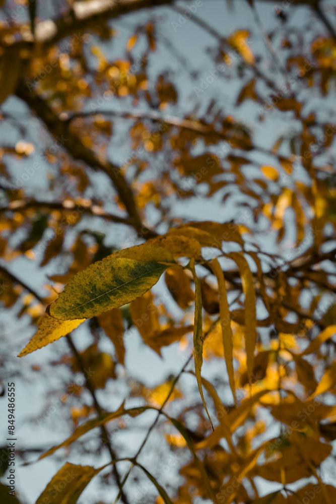 Fototapeta premium autumn leaves in the forest