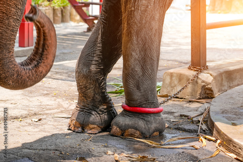 Elephant chained to pole, used for entertainment of people visitors to a farm. Animal abuse dominance training circus photo