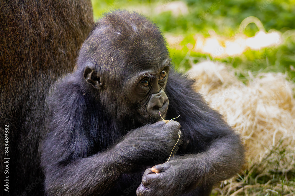 Baby Gorilla Eating a Piece of Straw